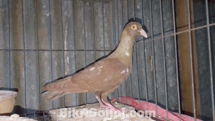 Red Baghdadi Homer Single Nor